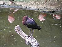 Ibis de Ridgway, Plegadis ridgwayi (Photo F. Mrugala) (2)